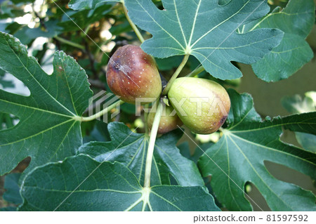 The fruit of FIG. 81597592