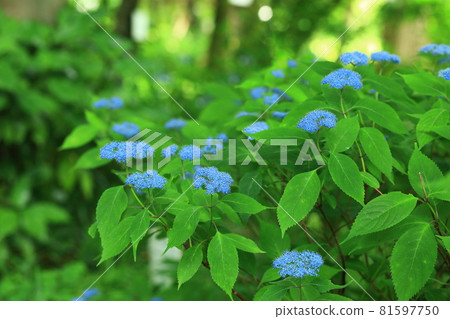 Mountain hydrangea 81597750
