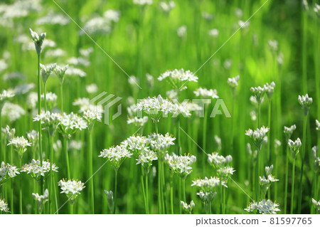 Nira Flower Nira Flower 81597765