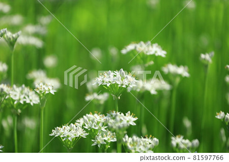 Garlic chives that have begun to bloom 81597766