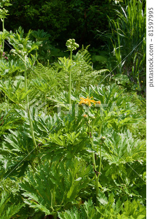 Ligularia japonicum on Mt. Azuma 81597995
