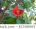 隱藏在葉子中的山茶花。 81598003