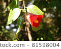 黃昏時分的山茶花。 81598004