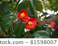 二花山茶花。 81598007