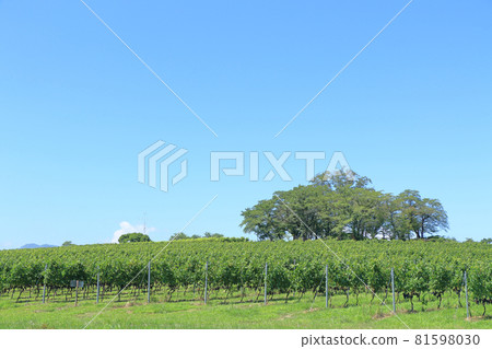 Bowl vineyard at the end of August Bowl vineyard at the end of August 81598030