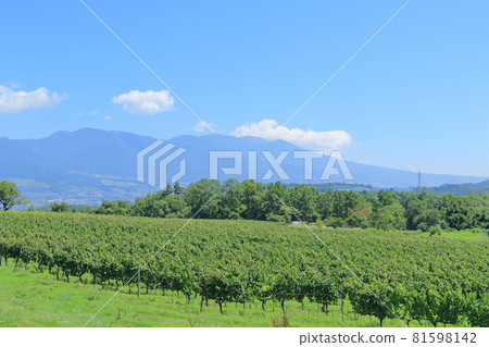 八月底的碗狀葡萄園 81598142