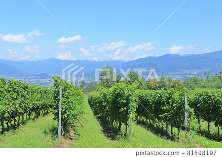 八月底的碗狀葡萄園 八月底的碗狀葡萄園 81598197