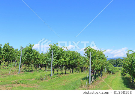 Bowl vineyard at the end of August 81598198