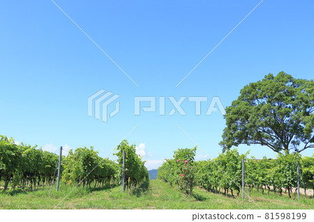 八月底的碗狀葡萄園 81598199