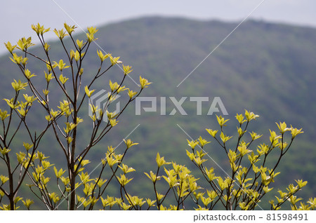 Copy space Wakaba 81598491