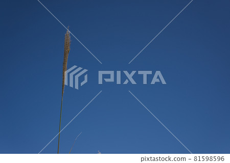 Blue sky and thin Blue sky and thin 81598596