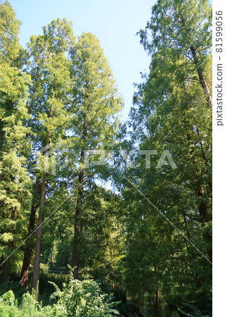 Metasequoia Forest Metasequoia Forest 81599056