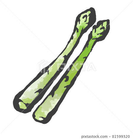 蘆筍的手繪毛筆繪畫風格插畫 81599320