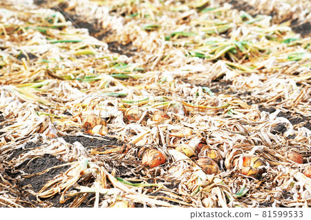 等待收穫的洋蔥田 81599533