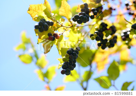Fruited Natsuhaze tree Kohaze fruit 81599881