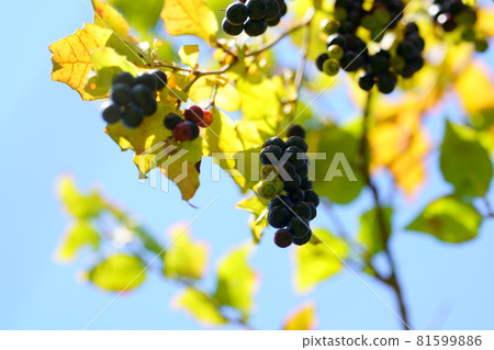 Fruited Natsuhaze tree Kohaze fruit Fruited Natsuhaze tree Kohaze fruit 81599886
