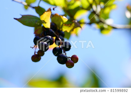 結果的夏霧樹 Kohaze 果實 81599892