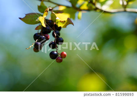 結果的夏霧樹 Kohaze 果實 81599893