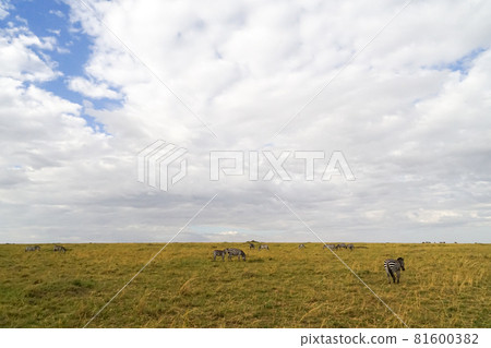 非洲大草原廣闊天空中的大雲彩和斑馬的壯麗景色(肯尼亞馬賽馬拉國家保護區) 非洲大草原廣闊天空中的大雲彩和斑馬的壯麗景色(肯尼亞馬賽馬拉國家保護區) 81600382