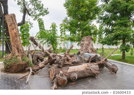 Piles of logs were cut down into smaller pieces and stacked from trees and stumps were left on the ground to organize and decorate the public garden to be beautiful. Pile of wood that has been cut. 81600433