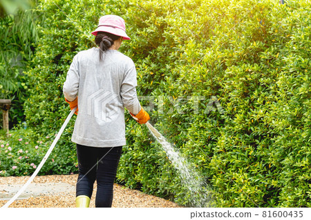 Back view of woman gardener wearing  hat in a garden watering hose splashing water on the lawn and tree leafs . Slow living, gardening hobby concept. Watering plants daily housekeeping routine. 81600435