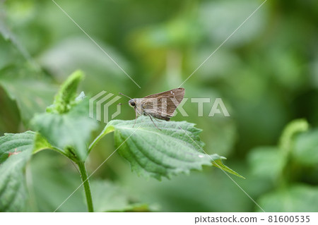 Small iron swift Small iron swift 81600535