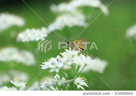 Skippers perching on a garlic flower 81600604