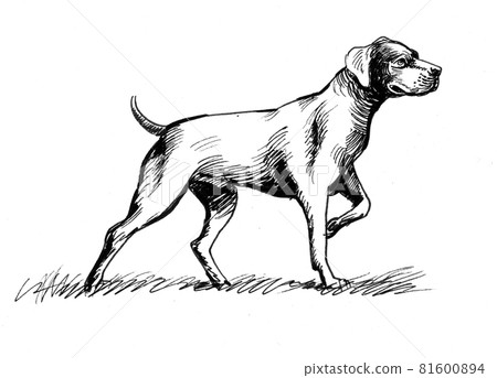 Ink black and white drawing of a hunting dog 81600894