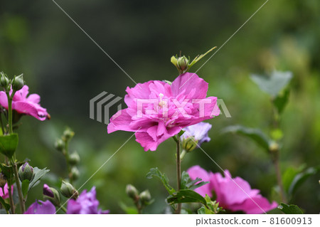 Double-flowered Mukuge (Kitsuki) 81600913