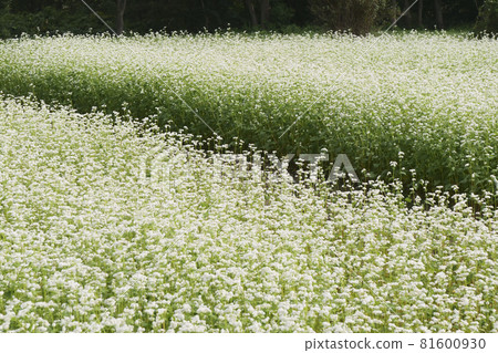 Landscape, plants, photos Hachimantai buckwheat field Autumn buckwheat flowers White autumn buckwheat flowers 81600930