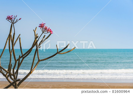 A bouquet of Champa flowers grow on the beach.  81600964