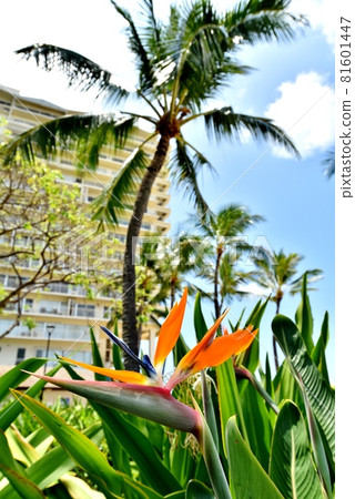 Holidays in Hawaii Holidays in Hawaii 81601447