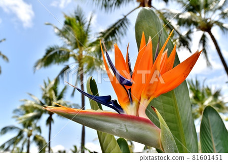 Holidays in Hawaii Holidays in Hawaii 81601451