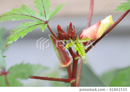 Red okra flowers and fruits Red okra flowers and fruits 81601533