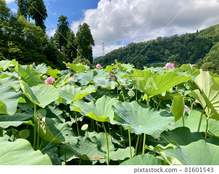 lotus field lotus field 81601543