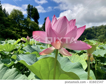 蓮花 蓮花 81601547