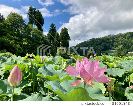 蓮花 81601548