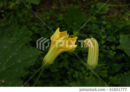 南瓜花 南瓜花 81601777