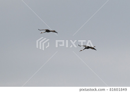 鶴的越冬地，鹿兒島縣和泉市 81601849