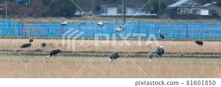 Crane wintering ground, Izumi, Kagoshima Prefecture 81601850