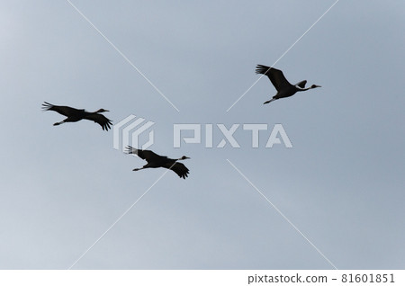 鶴的越冬地，鹿兒島縣和泉市 81601851