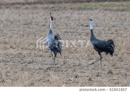 鶴的越冬地，鹿兒島縣和泉市 81601867