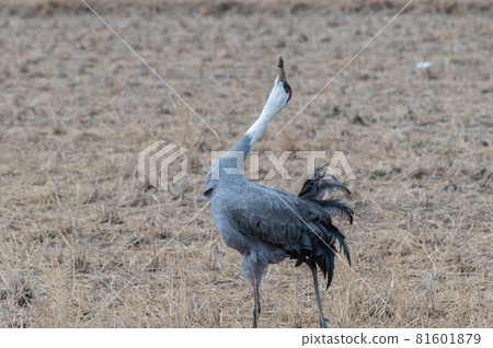鶴的越冬地,鹿兒島縣和泉市 鶴的越冬地,鹿兒島縣和泉市 81601879