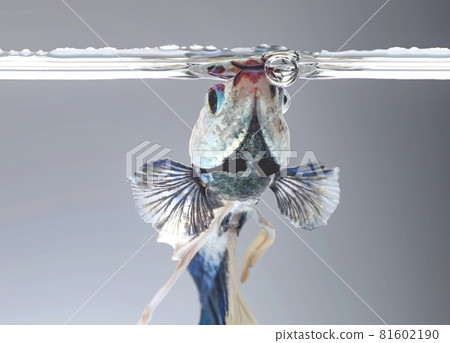 Closeup of betta fish face, betta mouth and air bubbles in the water, Siamese fighting fish,Betta splendens, blue betta on the background blur. Closeup of betta fish face, betta mouth and air bubbles in the water, Siamese fighting fish,Betta splendens, blue betta on the background blur. 81602190