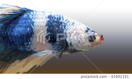 Closeup of betta fish face, betta mouth and air bubbles in the water, Siamese fighting fish,Betta splendens, blue betta on the background blur. 81602191