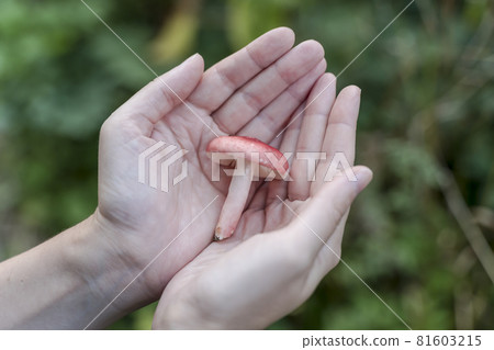 Environmental protection, forest and nature conservation concept. Wild mushrooms in the hands in summer. Russula mushroom in a summer sunny forest. Environmental protection, forest and nature conservation concept. Wild mushrooms in the hands in summer. Russula mushroom in a summer sunny forest. 81603215