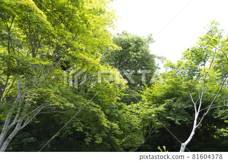 Discovery at Miyagi Olle trekking course, a tourist destination in Tohoku Japan 81604378