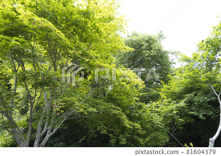 Discovery at Miyagi Olle trekking course, a tourist destination in Tohoku Japan 81604379