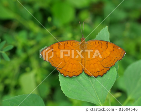butterfly, insect, leaf 81604546
