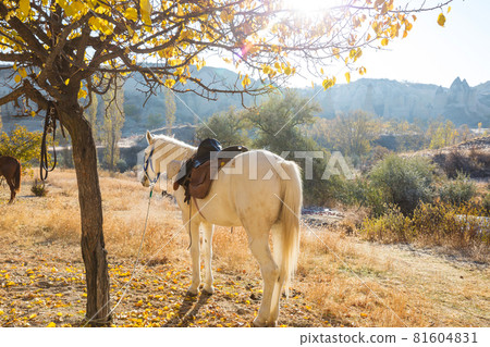 Horse in Cappadocia 81604831